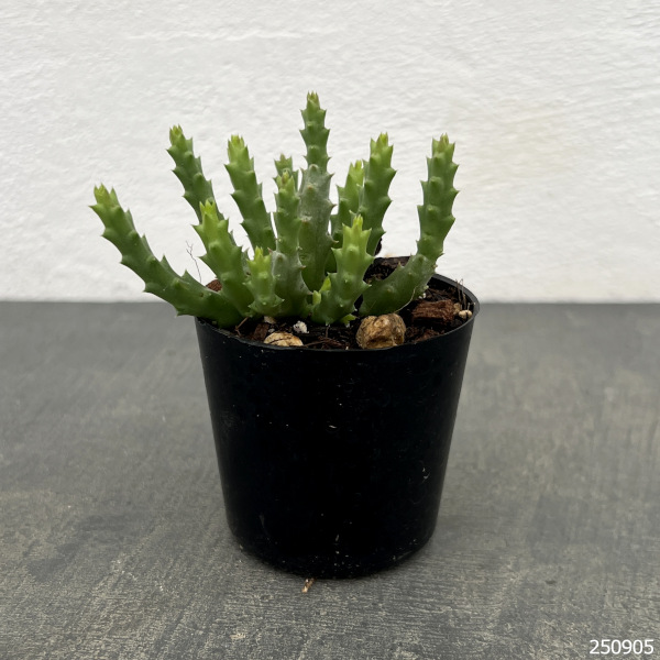 オルベア:バリエガータ 2号鉢植え