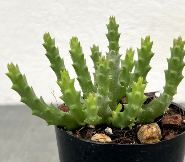 オルベア:バリエガータ 2号鉢植え