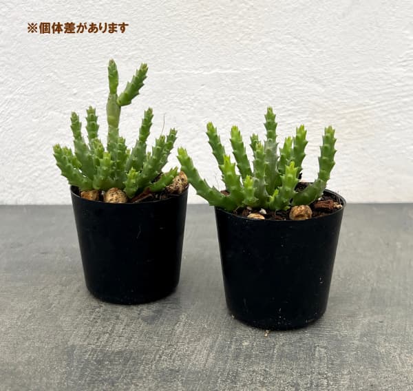 オルベア:バリエガータ 2号鉢植え