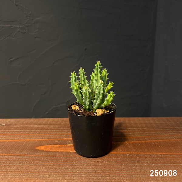 フェルニア:ヒストリクス 2号鉢植え