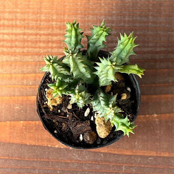 フェルニア:ヒストリクス 2号鉢植え