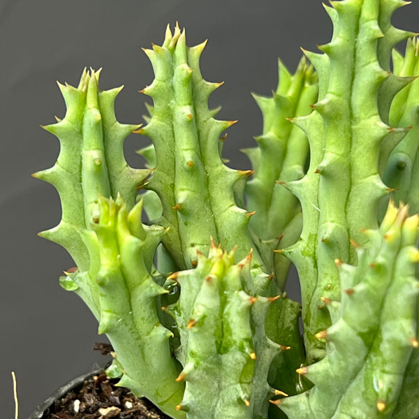 フェルニア:ヒストリクス 2号鉢植え