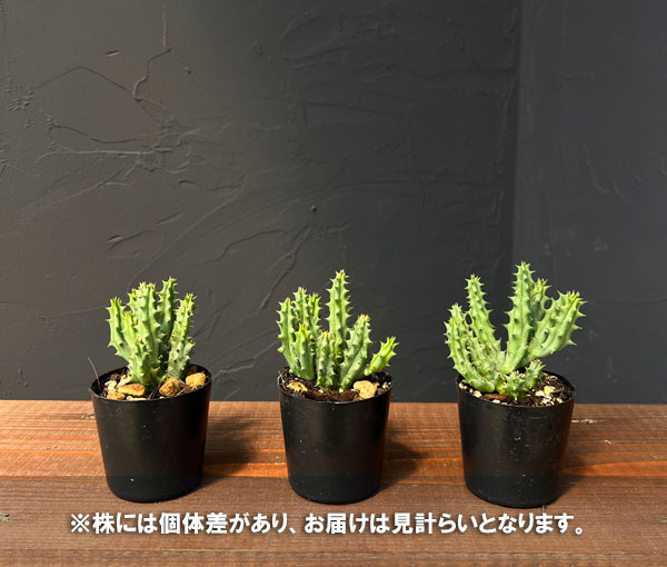 フェルニア:ヒストリクス 2号鉢植え