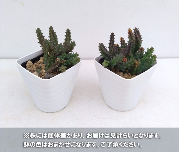 フェルニア:ヒストリクス 3.5号ポット