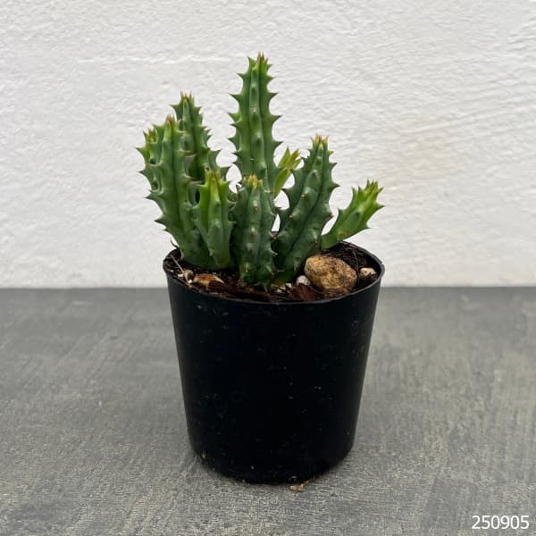 フェルニア:ヒストリクス 2号鉢植え