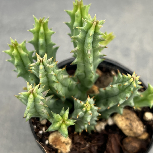 フェルニア:ヒストリクス 2号鉢植え