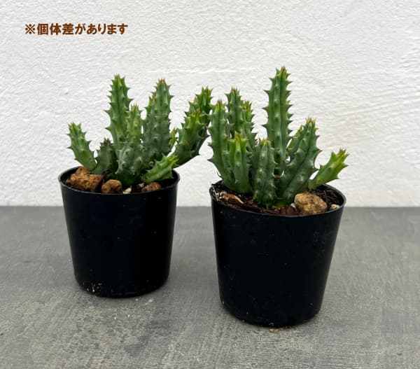 フェルニア:ヒストリクス 2号鉢植え
