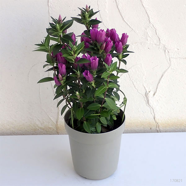 リンドウ：プリンセスアシロ4号鉢植え