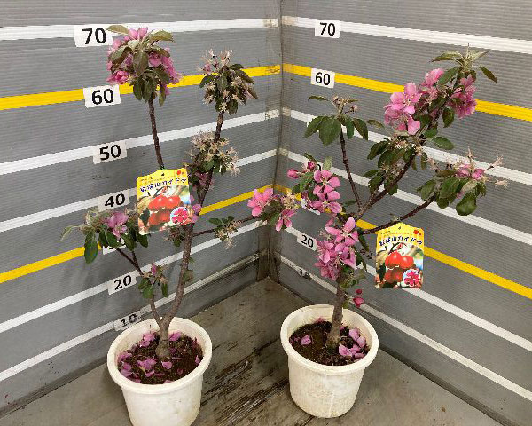 ミヤマカイドウ：紅深山カイドウ6号ポット