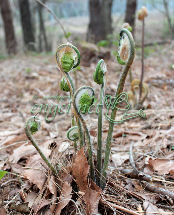 [26年2月中下旬予約]ゼンマイ 3.5号ポット
