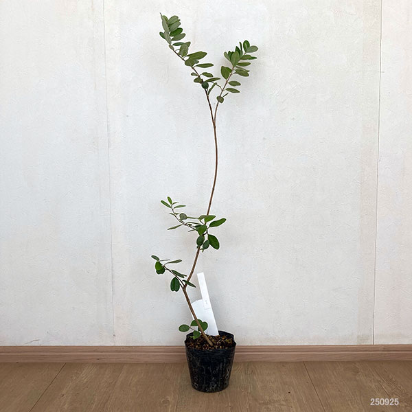 フェイジョア:ニキタ5号ポット