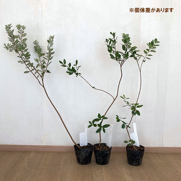 フェイジョア:ニキタ5号ポット