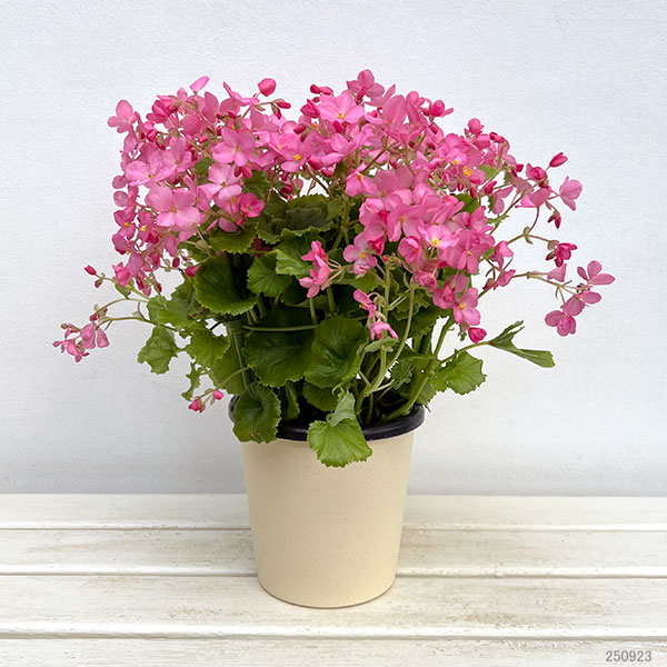 ベゴニア：ラブミー5号鉢植え