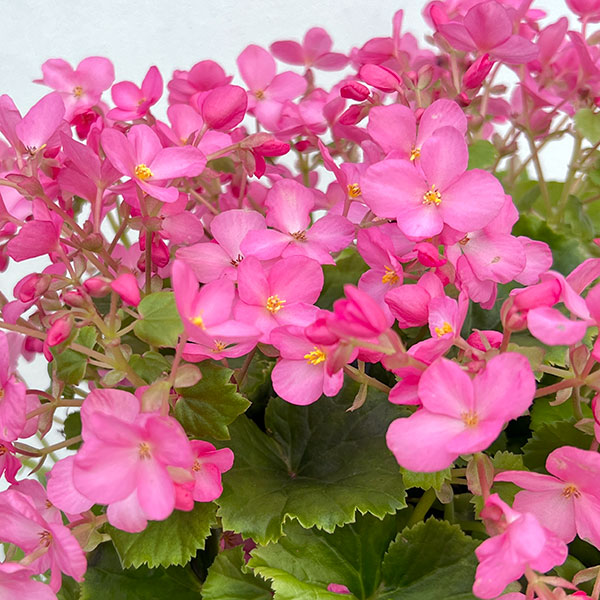 ベゴニア：ラブミー5号鉢植え
