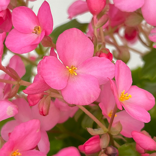 ベゴニア：ラブミー5号鉢植え