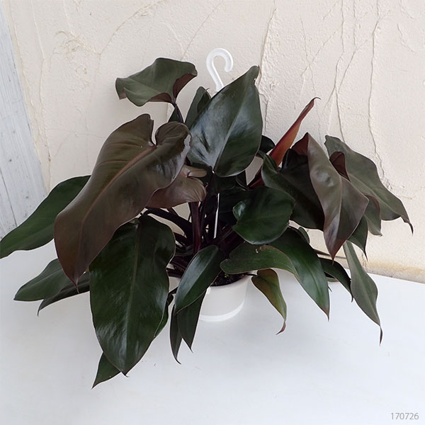 観葉植物5号吊鉢：フィロデンドロン・チョコブラウン