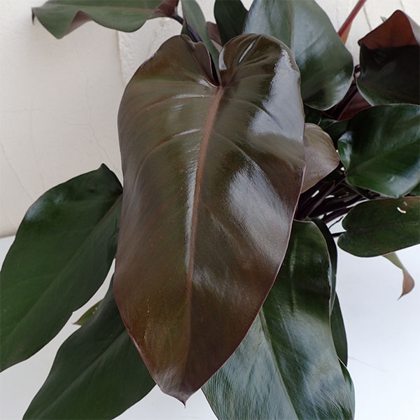 観葉植物5号吊鉢：フィロデンドロン・チョコブラウン