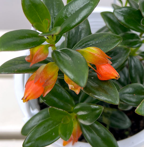 ヒポシルタ(金魚の木)5号鉢植え
