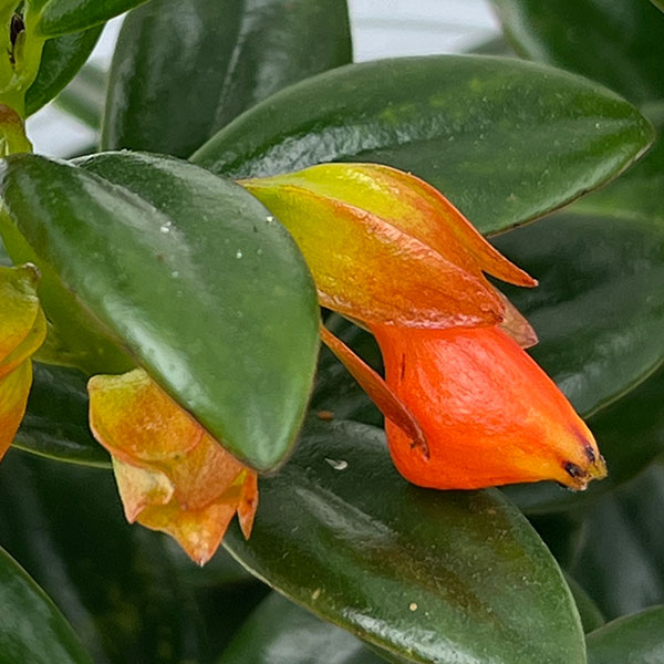 ヒポシルタ(金魚の木)5号鉢植え