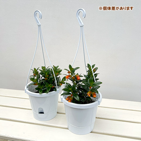 ヒポシルタ(金魚の木)5号鉢植え