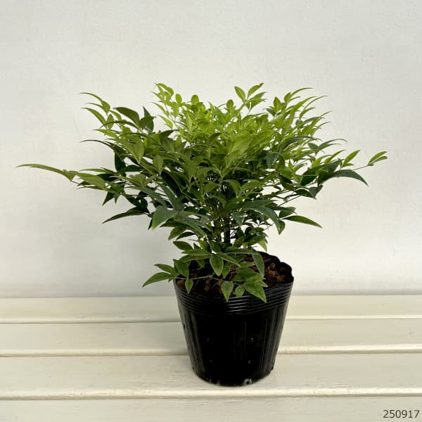 ナンテン(南天）：レモンライム5号ポット