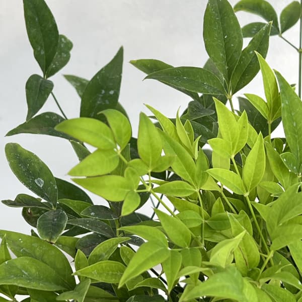 ナンテン(南天）：レモンライム5号ポット