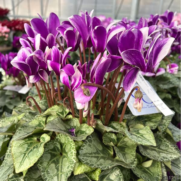 シクラメン：胡蝶（こちょう）5号鉢