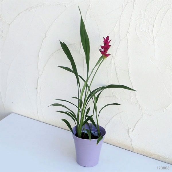 [26年6月中下旬予約]クルクマ アイルージュ4号鉢植え