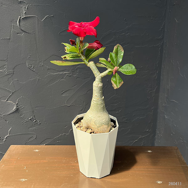 アデニウム:砂漠のバラ ウドムサップ(赤花)4号鉢植え