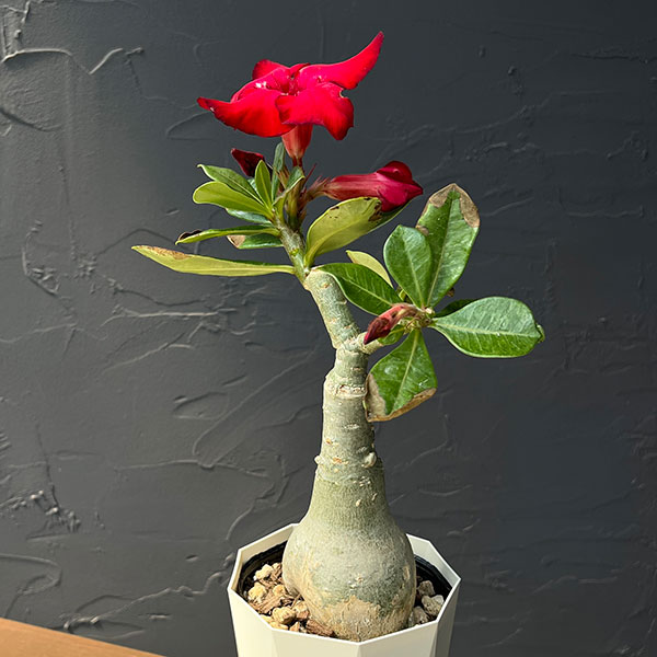 アデニウム:砂漠のバラ ウドムサップ(赤花)4号鉢植え