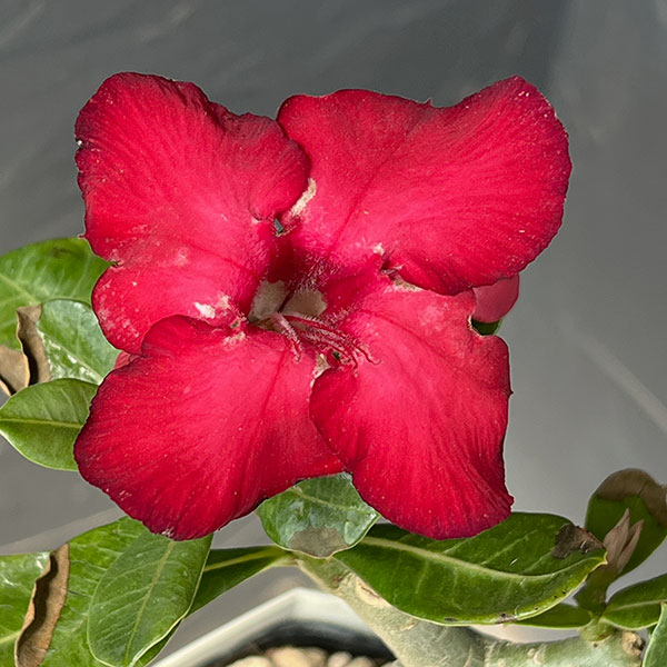 アデニウム:砂漠のバラ ウドムサップ(赤花)4号鉢植え