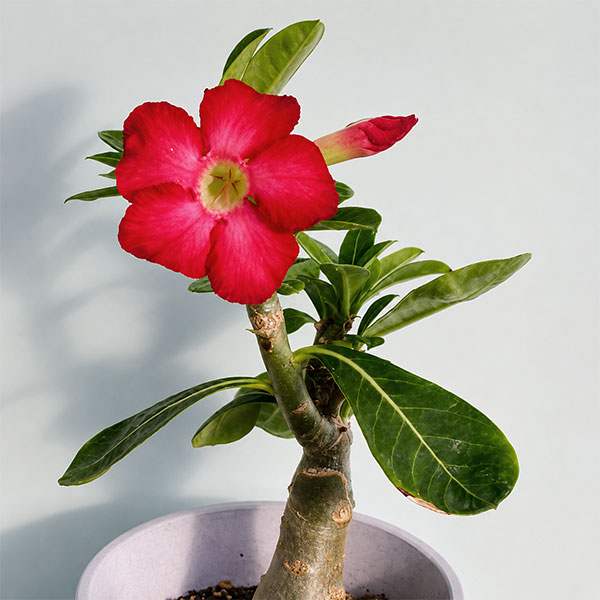 アデニウム:砂漠のバラ ウドムサップ(赤花)4号鉢植え