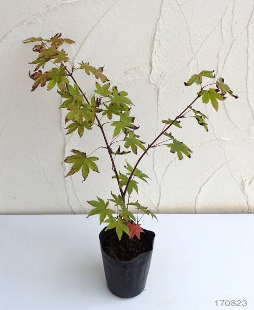 モミジ:大盃(オオサカズキ)3.5号ポット