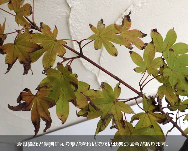 モミジ:大盃(オオサカズキ)3.5号ポット