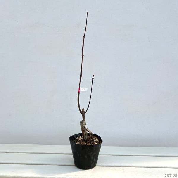 モミジ:大盃(オオサカズキ)3.5号ポット