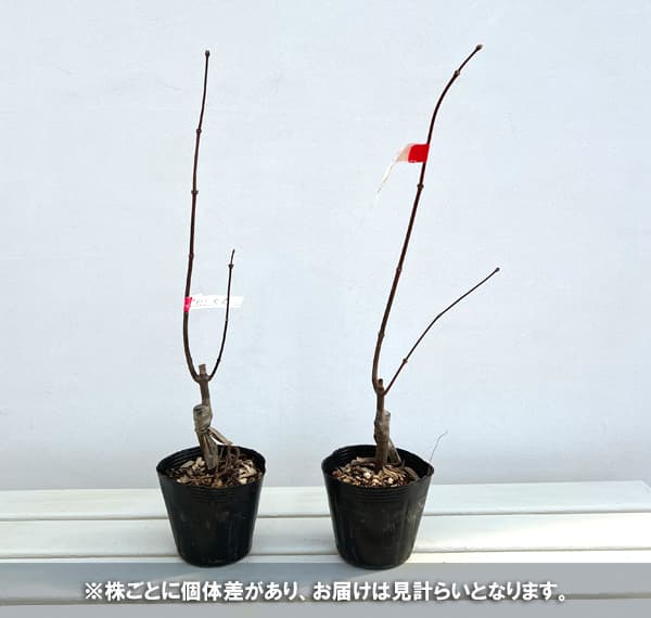 モミジ:大盃(オオサカズキ)3.5号ポット