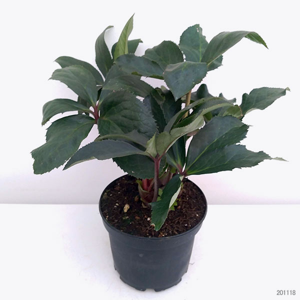 クリスマスローズ：*HGC Ice N’roses 氷の薔薇 レッド4.5号ポット