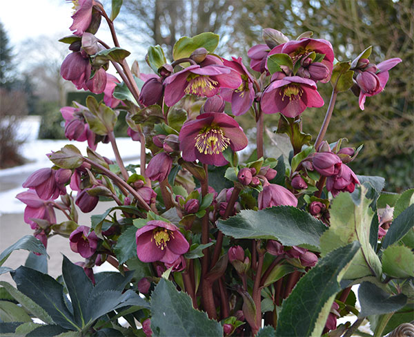 クリスマスローズ：*HGC Ice N’roses 氷の薔薇 レッド4.5号ポット