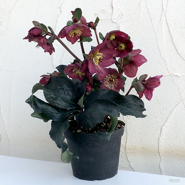 クリスマスローズ：*HGC Ice N’roses 氷の薔薇 レッド4.5号ポット