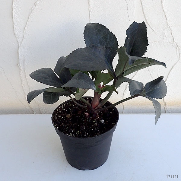 クリスマスローズ：*HGC Ice N’roses 氷の薔薇 レッド4.5号ポット