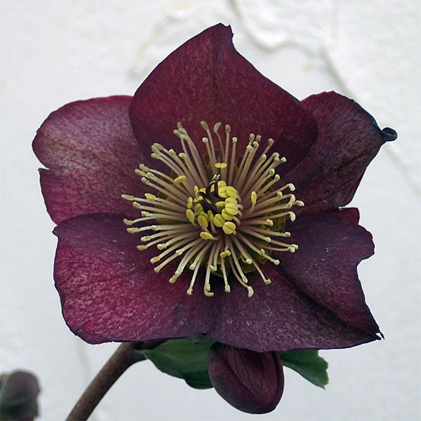 クリスマスローズ：*HGC Ice N’roses 氷の薔薇 レッド4.5号ポット