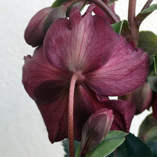 クリスマスローズ：*HGC Ice N’roses 氷の薔薇 レッド4.5号ポット