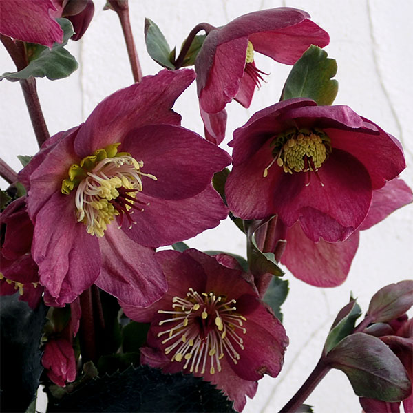 クリスマスローズ：*HGC Ice N’roses 氷の薔薇 レッド4.5号ポット