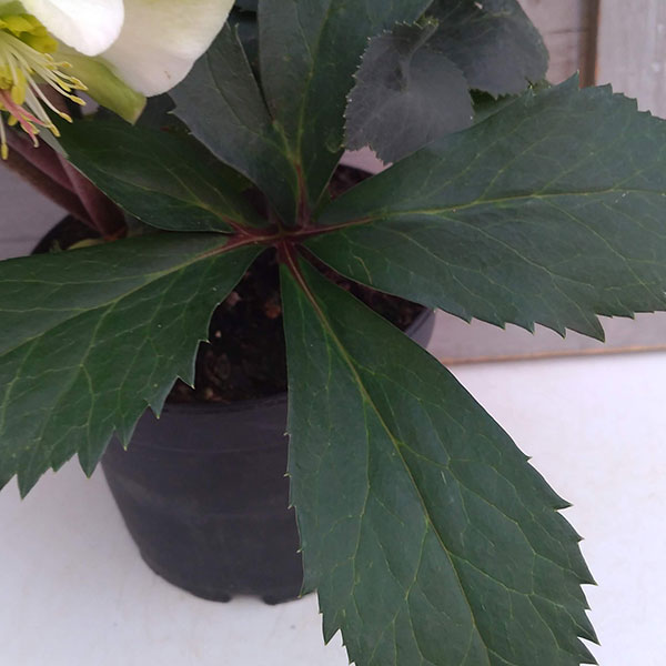 クリスマスローズ：*HGC Ice N’roses 氷の薔薇 ホワイト4.5号ポット