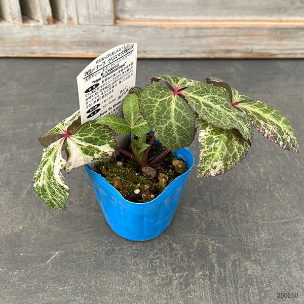 園芸ネット本店｜松村ナーセリーさんのクリスマスローズ（原種系