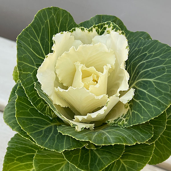 ハボタン:フレアホワイト2.5号ロングポット