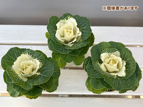 ハボタン:フレアホワイト2.5号ロングポット