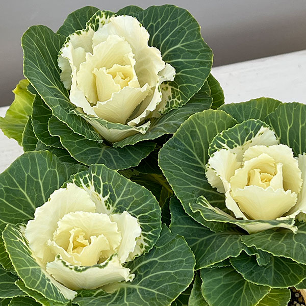 ハボタン:フレアホワイト2.5号ロングポット