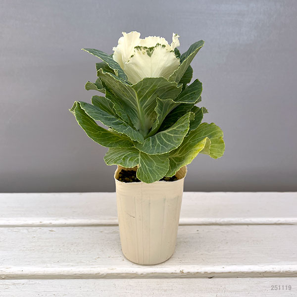 ハボタン:フレアホワイト2.5号ロングポット