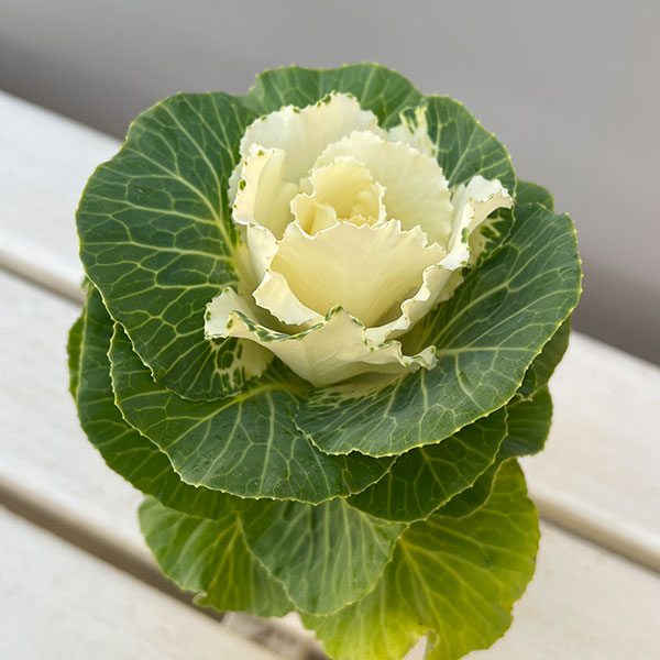 ハボタン:フレアホワイト2.5号ロングポット